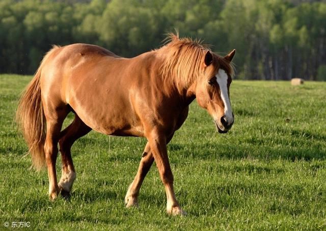 天黑有一劫:大金马今年的酸甜苦辣!精准!快进