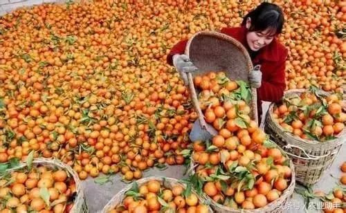砂糖橘市场风雨突变,持续了几年的好行情是否