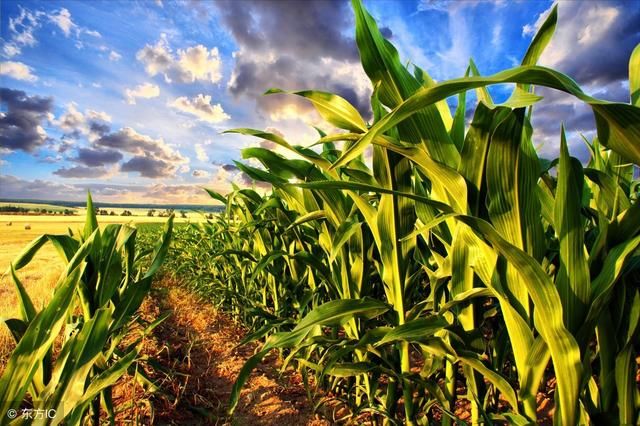 今日玉米多少钱一斤?各地最新收购价格行情汇