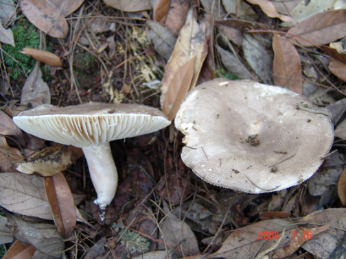 这是云南最常见的六种剧毒野生菌