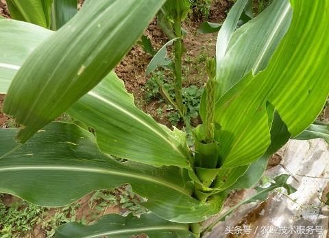 玉米苗期出现植株分蘖多,是什么原因呢,如何防