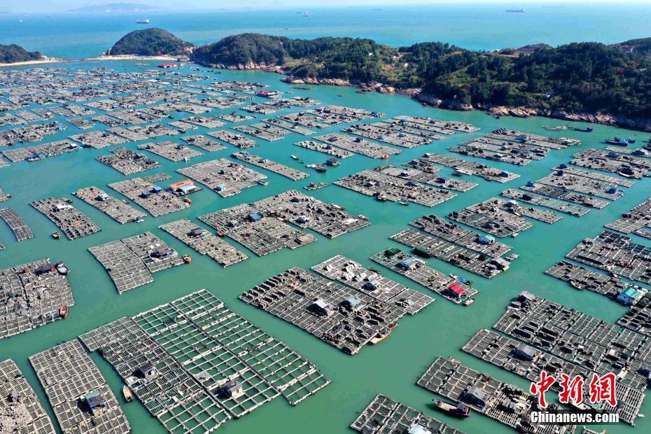 福建连江东洛岛海域上的成片的养殖渔排.张斌 摄