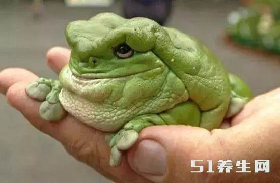 【老爷树蛙】这个心爱，真的像个老头，不过是个“爷”，由于成体后肥大圆厚，前额两边有下垂的皮肉，有个宽广轻轻向上的嘴巴，活像个傻笑的老爷子。它们大部分时间是淡绿色，在昏暗环境中活动时，体色可能会转成墨绿色，如果环境不适合或心境不安时，身上色彩会转成褐色。所以养着它，得看“老爷”的脸色。