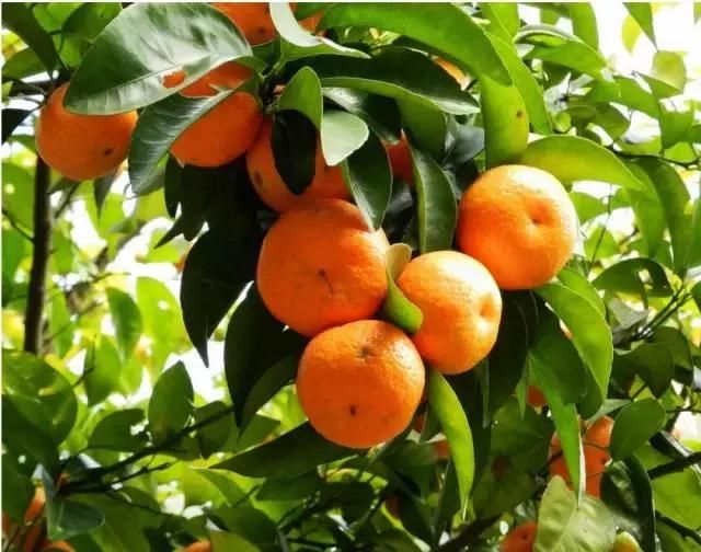 明年沃柑大面积上市,将会挤压沙糖桔后期市场