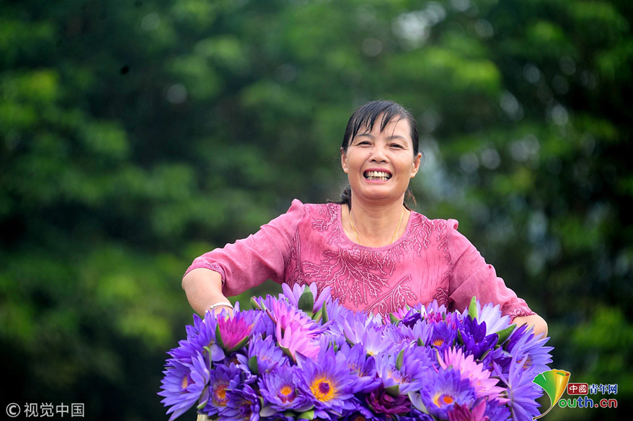 2018年9月23日，广西柳州，柳北区石碑坪镇下陶村的农民覃向鲜采摘的九品香莲，脸上露出丰收的喜悦。