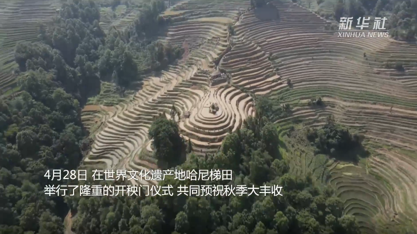 哈尼梯田“开秧门” 祈丰收