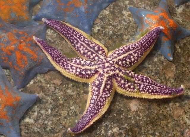 单挑荒野 德哥挨饿是因为不懂中国人爱吃 并且