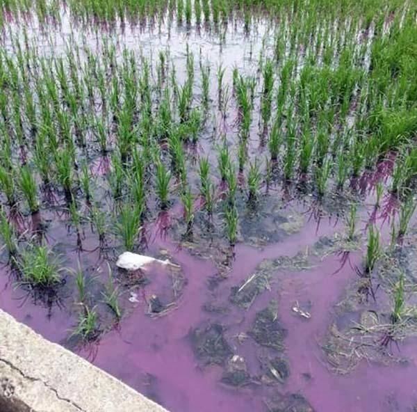 乡村振兴下农村水污染现状及分析