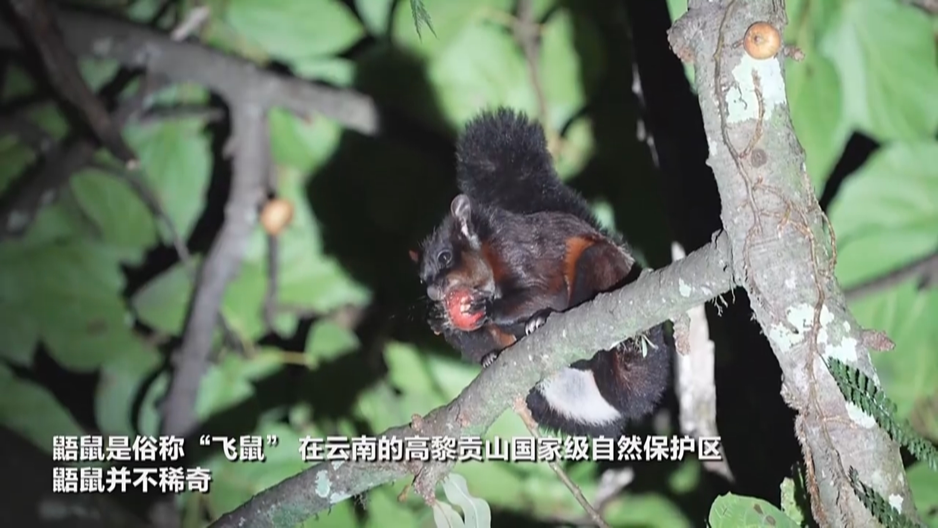 真香！云南高黎贡山近距离拍摄到鼯鼠凌晨饱餐画面