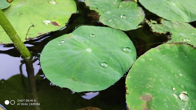 小米8评测:不同于小米MIX 2S的全面屏新旗舰