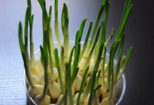 大蒜又称天然抗生素,但是发芽的大蒜还能吃吗