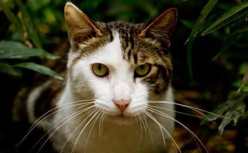 当猫死死盯着你看的时候,你知道它正在想什么