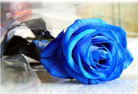 t01670a13898ef49678.jpg?size=549x375