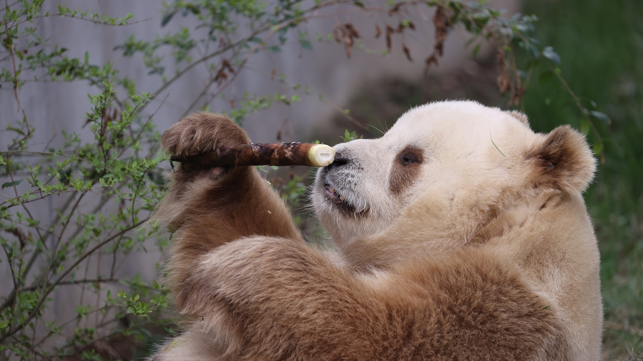 技术贴!“丫丫”“萌兰”“花花”……怎么区分这些熊猫到底谁是谁? 技术贴!“丫丫”“萌兰”“花花”……怎么区分这些熊猫到底谁是谁?