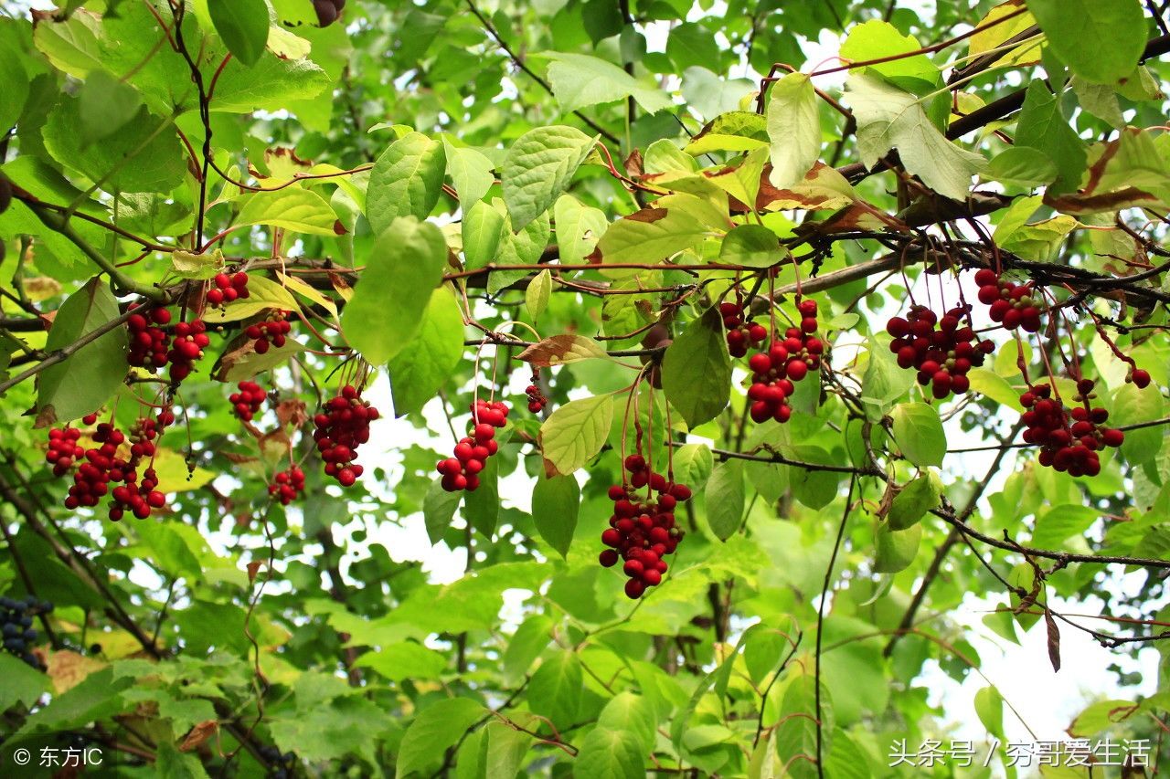 这种红彤彤的野果,泡水喝有助于睡眠,常失眠的