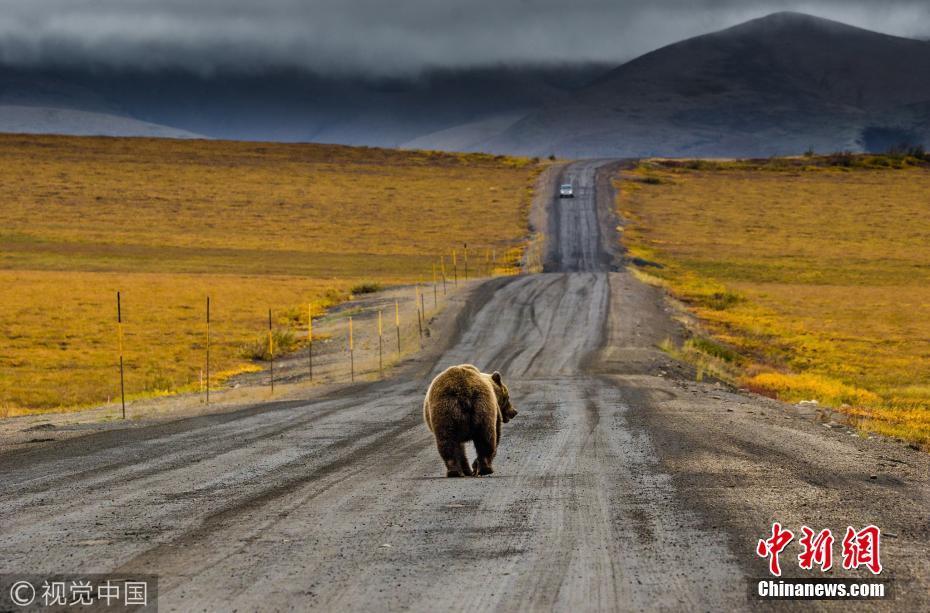 摄像爱好者Marcel Gross在美洲公路就抓拍到了这样一组有趣的画面：两只大灰熊竟然站立、背靠背不知道在干什么，仔细观察发现它们竟然靠在同一根柱子上挠痒痒。