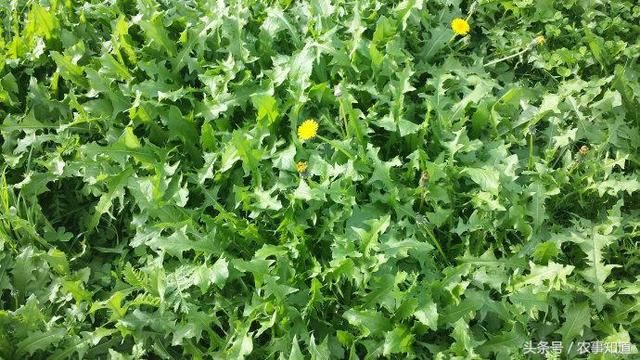 农村风吹满天飞的野草,人称尿床草,是中药材