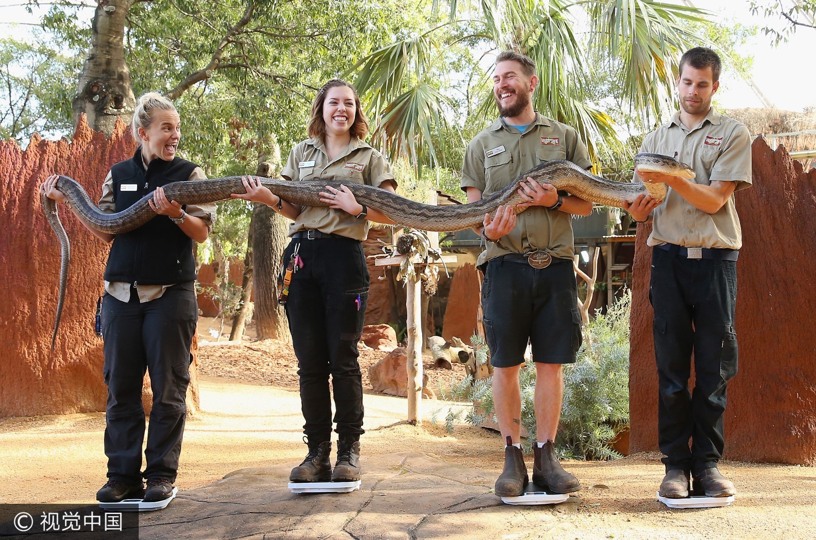 五米长蟒蛇称重需“公主抱” 忙坏饲养员 五米长蟒蛇称重需“公主抱” 忙坏饲养员