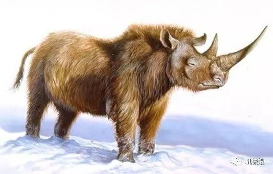 是三角恐龙的后代吗?犀牛的祖先长什么样子?