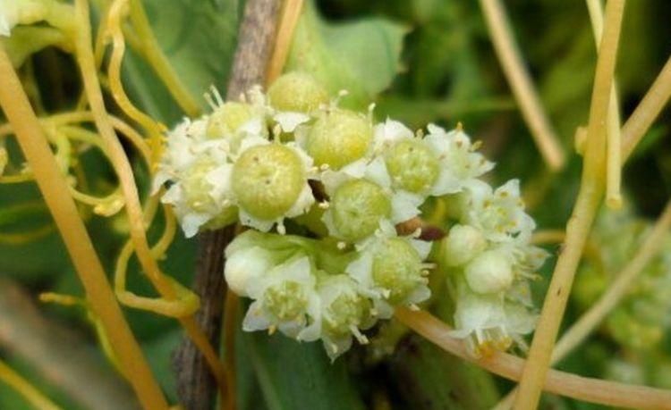 这种"黄金丝"在的地区,寸草不生,中医却说可安胎补肾为上品