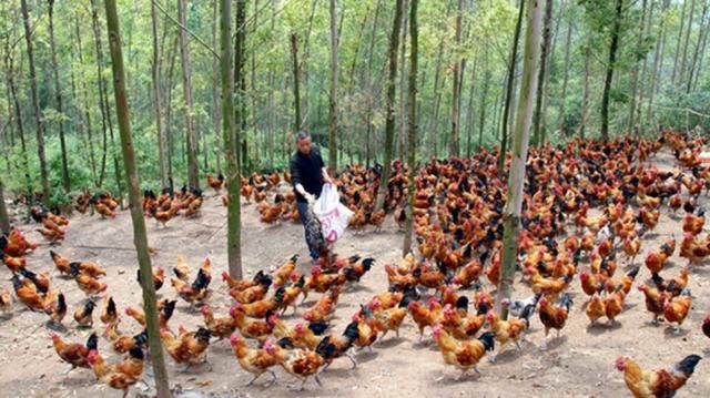 连马云都说未来农村养殖业有赚头,你觉得呢?