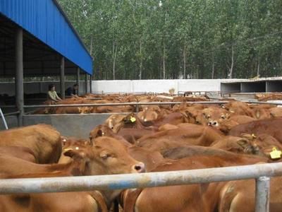 农民养牛赚钱吗?养几头牛一年能挣5万?