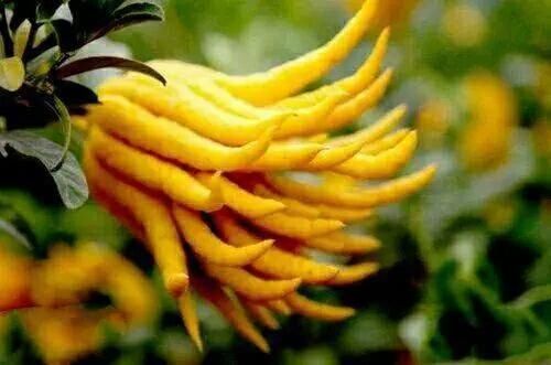 第一在中国禁止出口,国宝级珍贵植物--世界10大