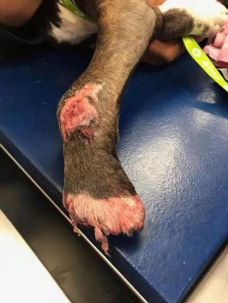 小狗受伤主人不闻不问还遗弃它,狗狗难过得啃爪子