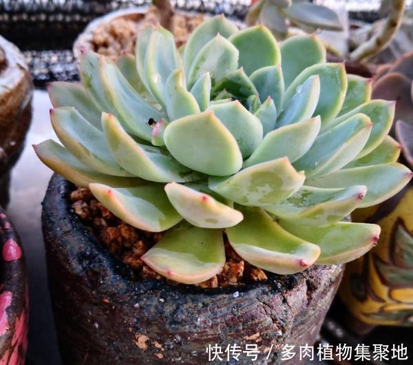 种多肉用的盆一定要有孔吗?选择对的花盆,多肉