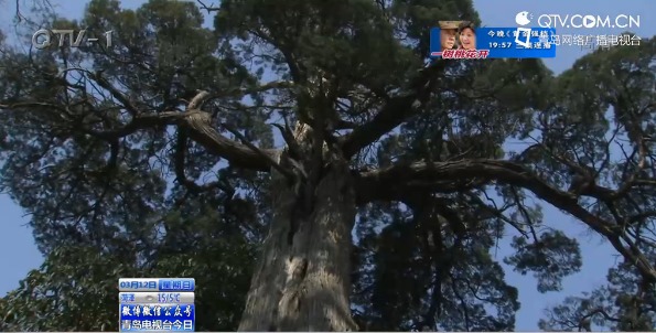 青岛汉柏凌霄树龄超2000年 至今苍劲挺拔(图)