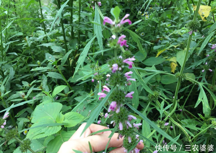 农村常见却叫不出名字的杂草,看一看你认识几