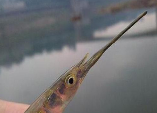 杭州严子陵钓台现数万神秘怪鱼 长着细长的尖嘴