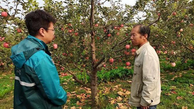 惠民助农！昌平苹果有了“标准箱”！