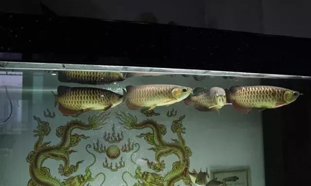 飞龙再世!龙鱼17楼飞下大难不死