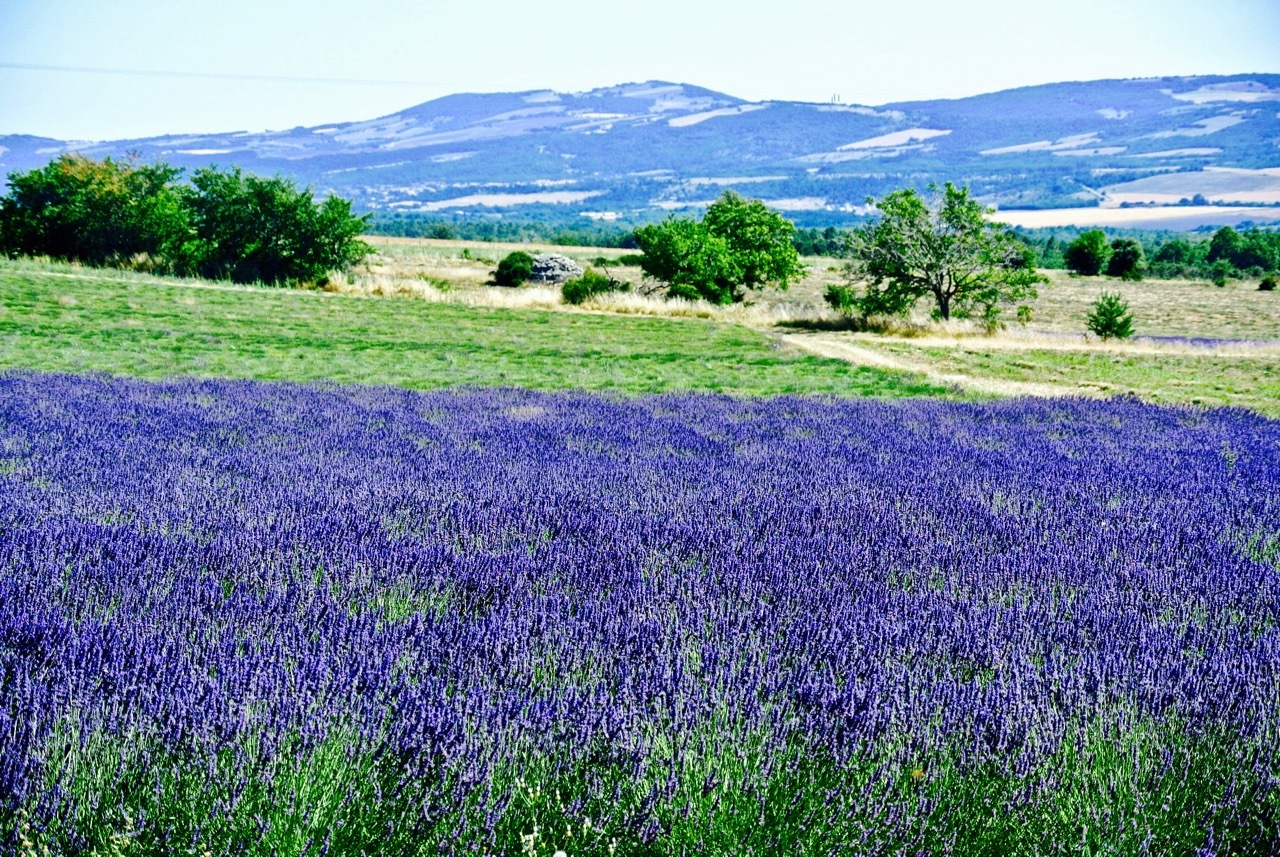 看过了4月荷兰缤纷郁金香,再来到7月普罗旺斯薰衣草天地,此时此刻,你