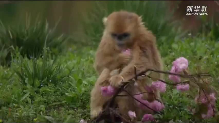 快来看!秦岭金丝猴大把大把吃鲜花 快来看!秦岭金丝猴大把大把吃鲜花