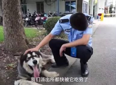 雪橇三傻聚会派出所,蹭吃蹭喝硬是把警察蜀黍