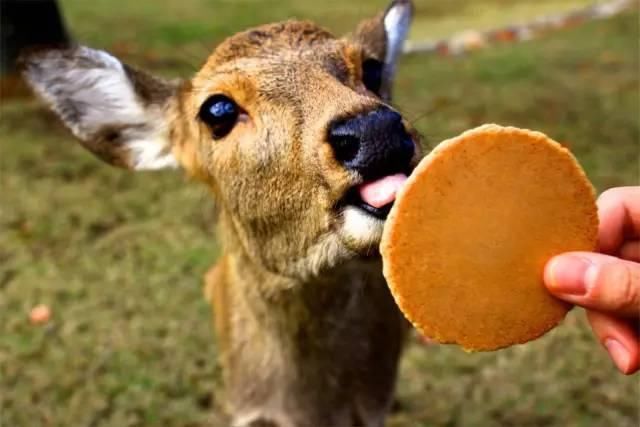 日本6天5晚自由行攻略,从东京到大阪,玩转京都