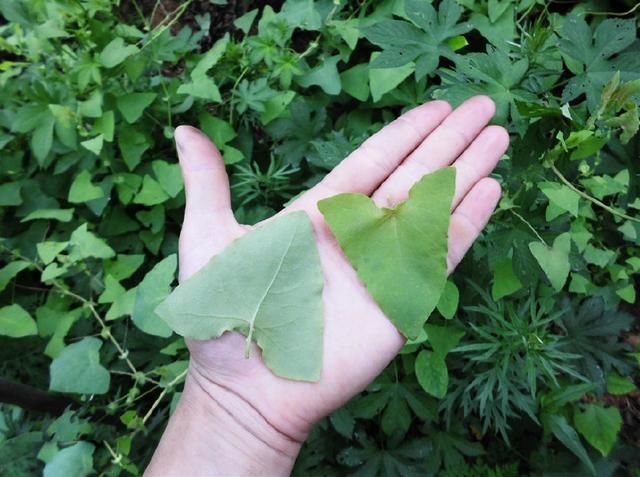 农村一种野草,蛇见了都怕,但叶子果实却是美味