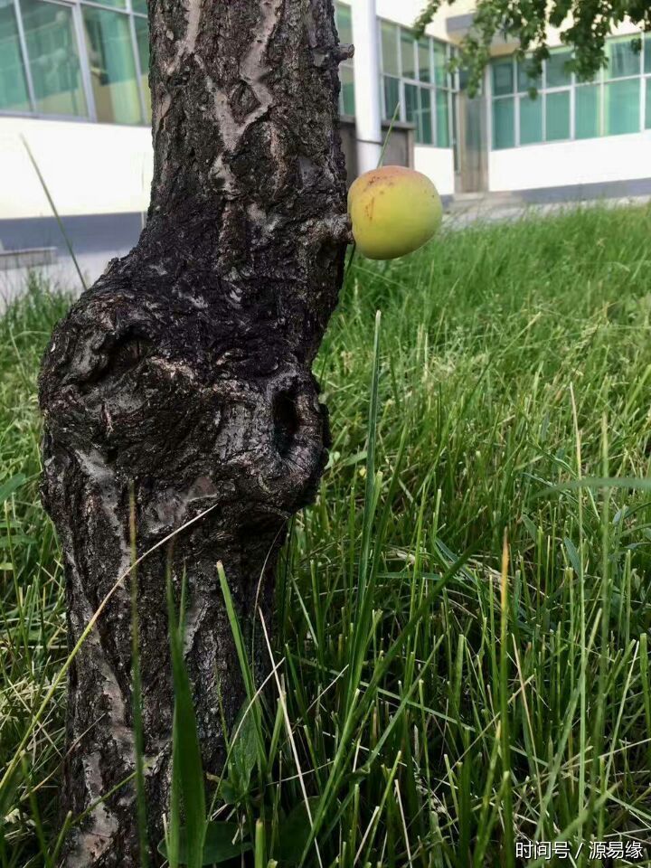 真有趣:这个杏长到了树腰上,独一无二