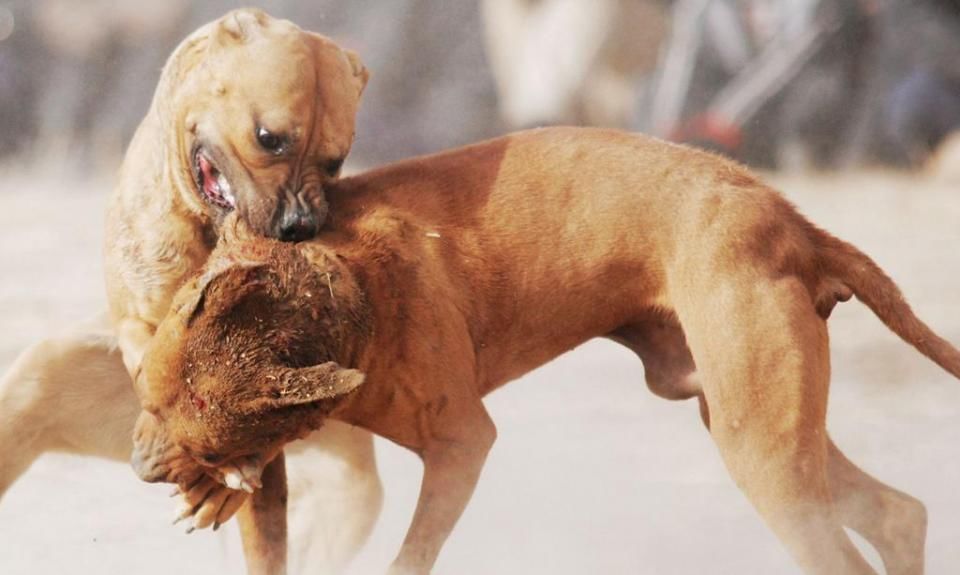 各地那些令人发指的斗狗比赛,比玉林狗肉节还