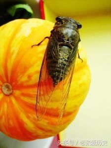 古代没有卫生纸,古人上完厕所后用什么擦屁股