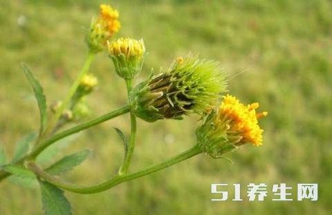 农村路边常见的"老婆针", 粘在身上下不来, 人们见了绕道走