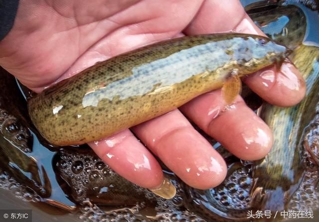 这5种食物被誉为养肾猛将,夏天男人要多吃,3