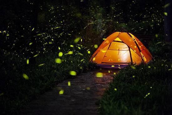 我国萤火虫正面临灭绝 被拉到城市可能活不过3天