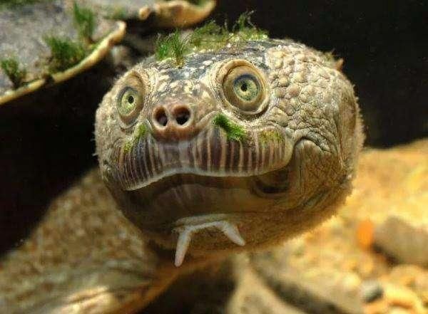 天生戴绿帽, "世上最潮"绿发龟面临绝种!