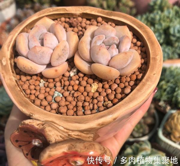 栽种多肉植物的时候,教你剪一下根系,能生长得