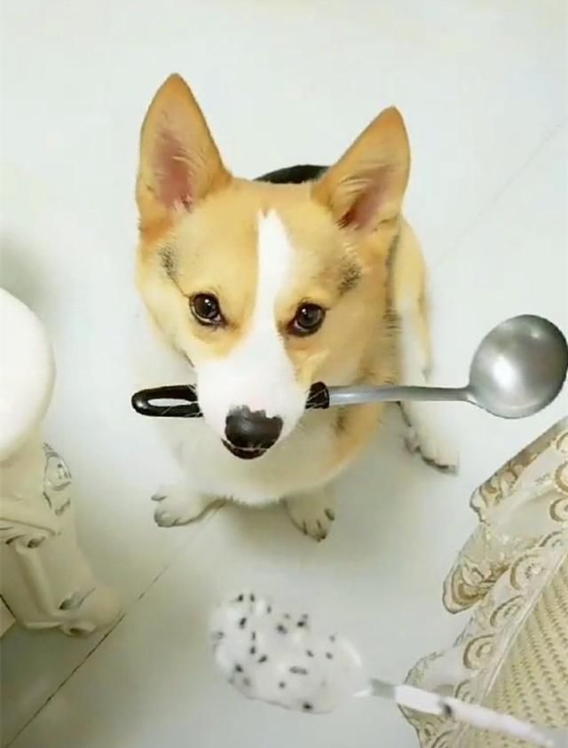 柯基经主人允许能吃一勺火龙果,竟拿出大汤勺