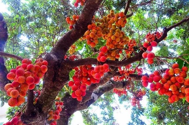 茂名荔枝火啦!重庆也能吃到新鲜的荔枝!