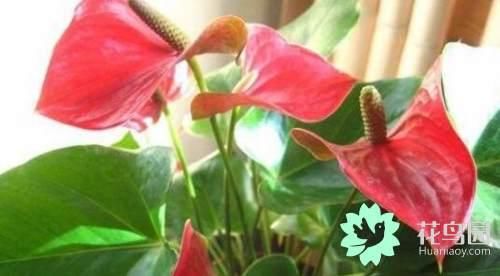 红掌有毒吗,红掌能放在室内吗\/做好四点可养在